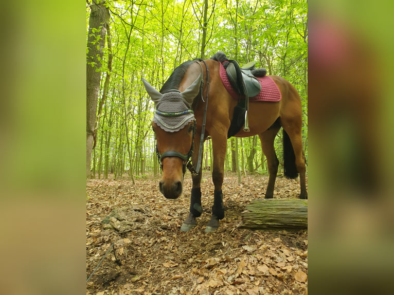 Arabian horses Gelding 12 years 15 hh Brown in Lünen