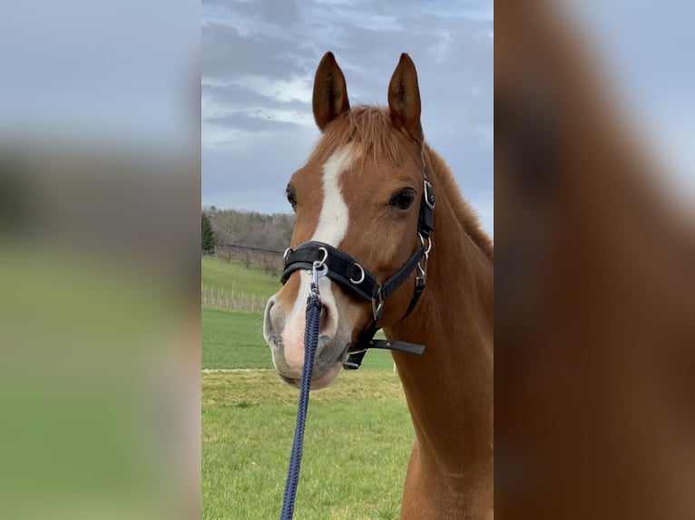 Arabian horses Gelding 12 years 15 hh Chestnut-Red in Biederthal