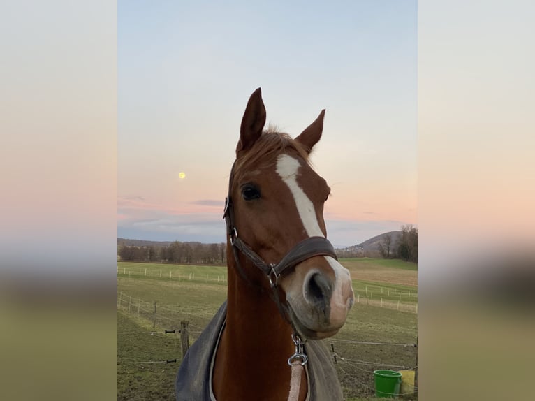 Arabian horses Gelding 12 years 15 hh Chestnut-Red in Biederthal
