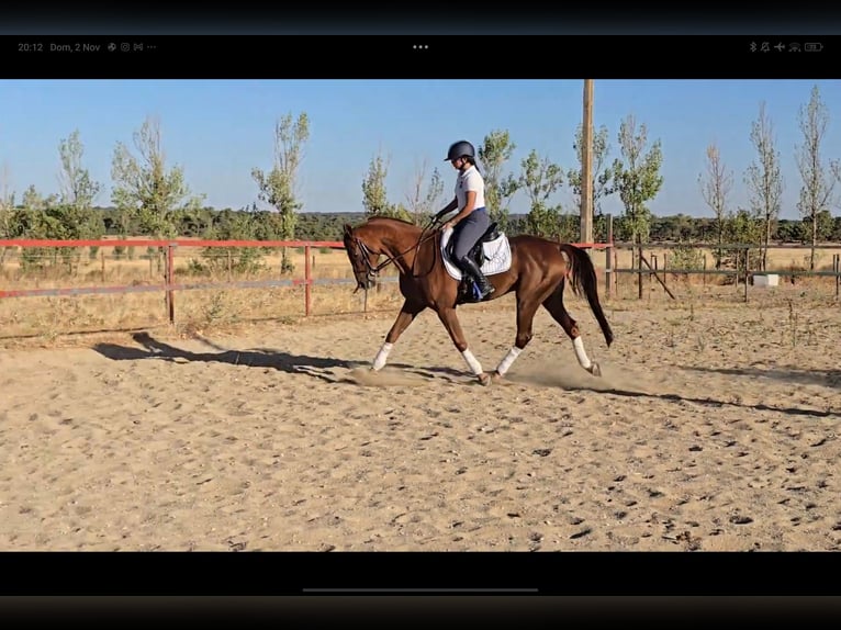 Arabian horses Gelding 12 years 15,1 hh Chestnut in Villacastin
