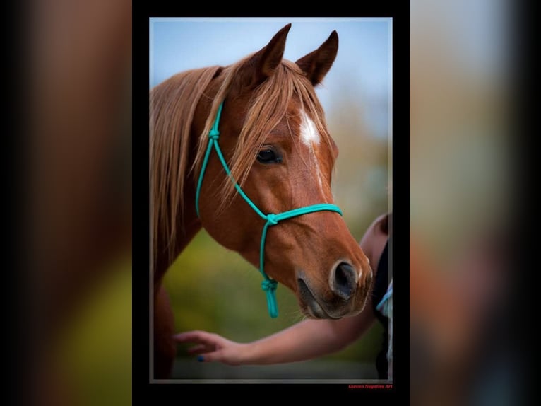Arabian horses Gelding 12 years 15,1 hh Chestnut-Red in Tournon-d&#x27;Agenais