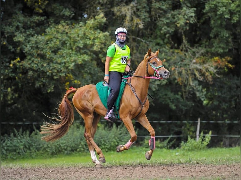 Arabian horses Gelding 12 years 15,1 hh Chestnut-Red in Tournon-d&#x27;Agenais