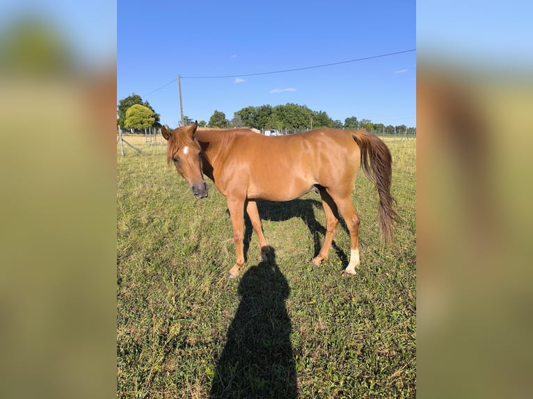 Arabian horses Gelding 12 years 15,1 hh Chestnut-Red in Tournon-d&#x27;Agenais