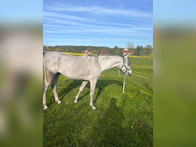 Arabian horses Gelding 12 years 15,1 hh Grey-Dark-Tan in Bad Salzuflen