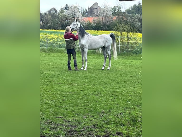 Arabian horses Gelding 12 years 15,1 hh Grey-Dark-Tan in Bad Salzuflen