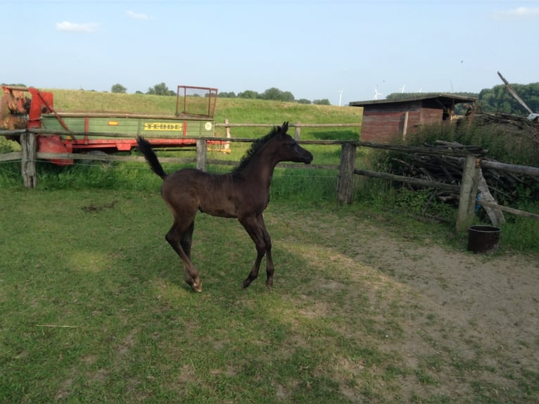 Arabian horses Gelding 12 years 15,1 hh Grey-Dark-Tan in Bad Salzuflen