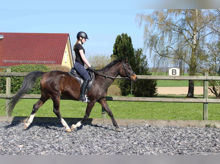 Arabian horses Gelding 12 years 15,2 hh Gray in Forchtenberg