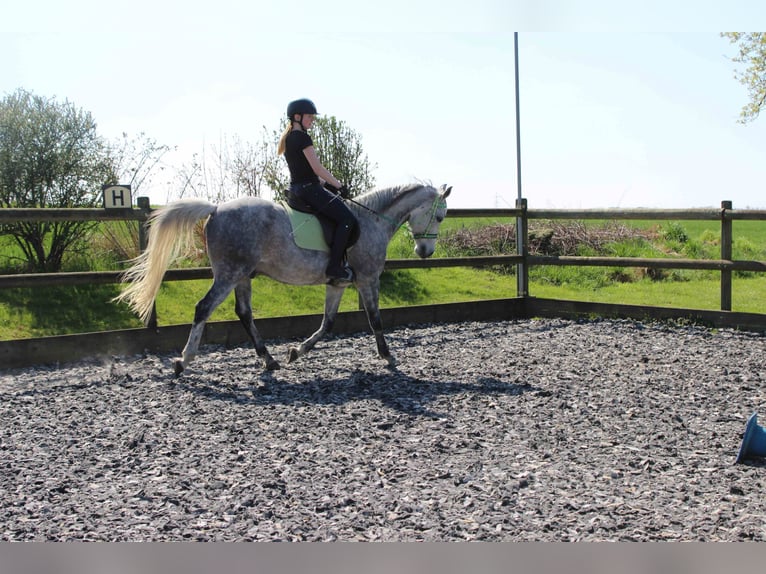 Arabian horses Gelding 12 years 15,2 hh Gray in Forchtenberg