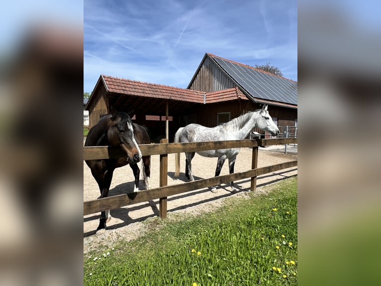 Arabian horses Gelding 12 years 15,2 hh Gray in Forchtenberg