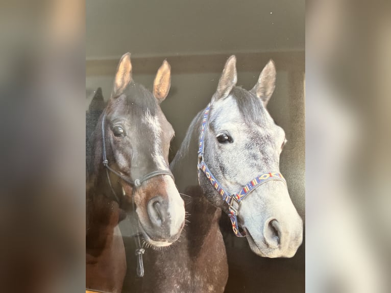 Arabian horses Gelding 12 years 15,2 hh Gray in Forchtenberg