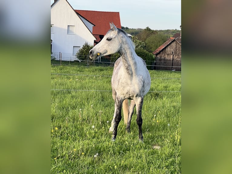 Arabian horses Gelding 12 years 15,2 hh Gray in Forchtenberg