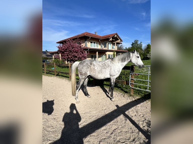 Arabian horses Gelding 12 years 15,2 hh Gray in Forchtenberg