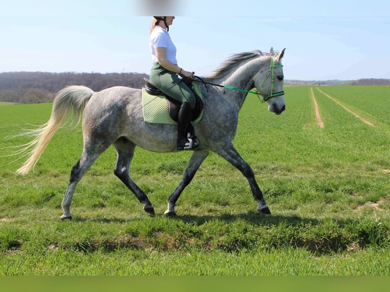 Arabian horses Gelding 12 years 15,2 hh Gray in Forchtenberg