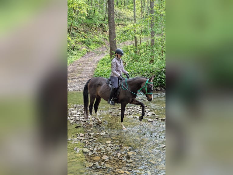 Arabian horses Gelding 12 years 15,2 hh Gray in Forchtenberg