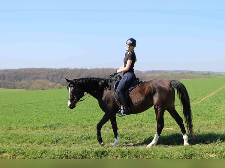 Arabian horses Gelding 12 years 15,2 hh Gray in Forchtenberg