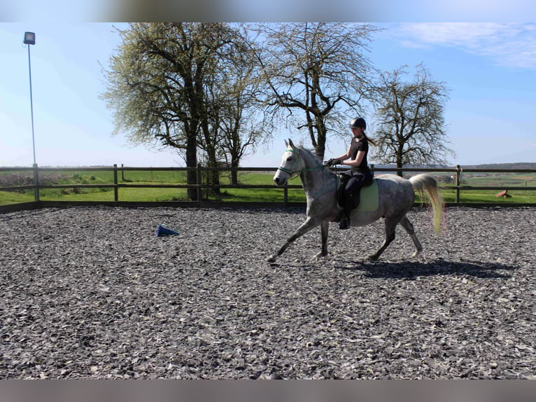 Arabian horses Gelding 12 years 15,2 hh Gray in Forchtenberg