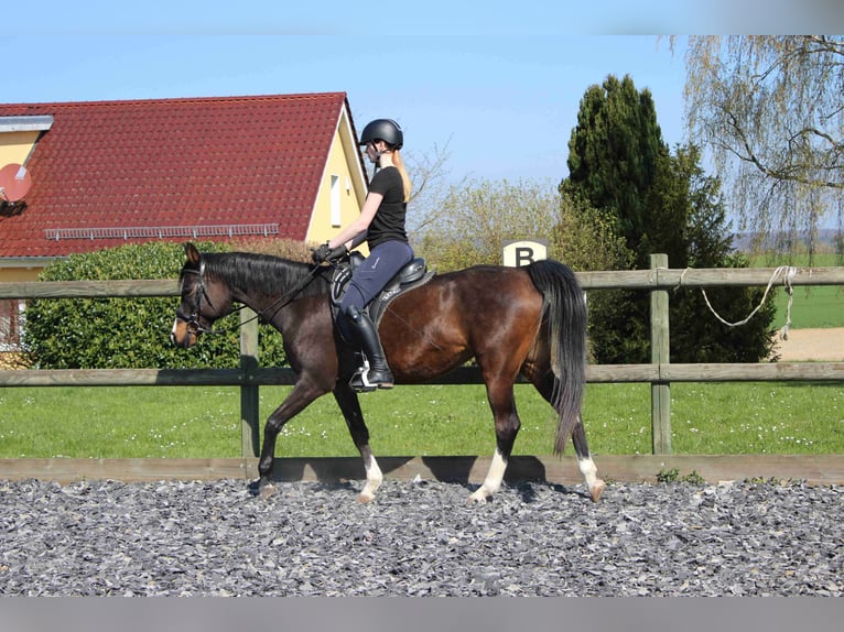 Arabian horses Gelding 12 years 15,2 hh Gray in Forchtenberg