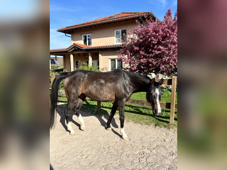 Arabian horses Gelding 12 years 15,2 hh Gray in Forchtenberg