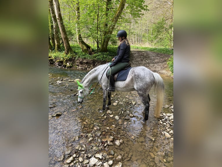 Arabian horses Gelding 12 years 15,2 hh Gray in Forchtenberg