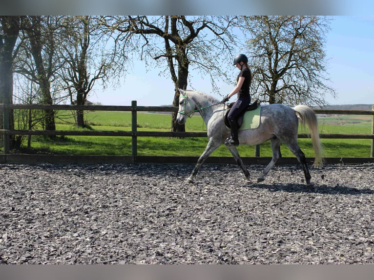 Arabian horses Gelding 12 years 15,2 hh Gray in Forchtenberg