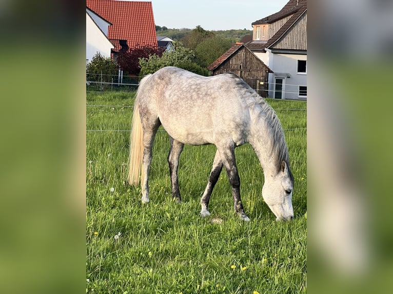 Arabian horses Gelding 12 years 15,2 hh Gray in Forchtenberg