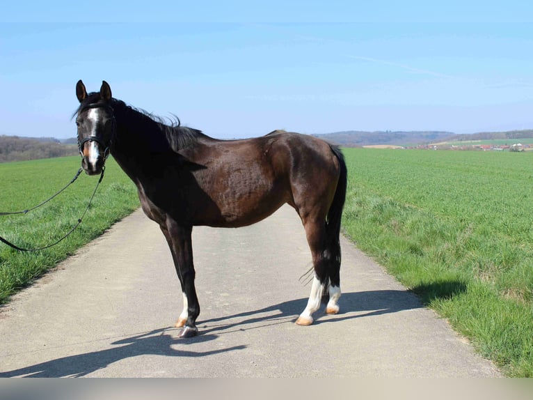 Arabian horses Gelding 12 years 15,2 hh Gray in Forchtenberg
