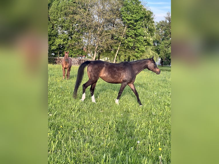 Arabian horses Gelding 12 years 15,2 hh Gray in Forchtenberg