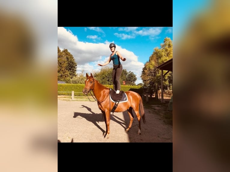 Arabian horses Gelding 12 years Chestnut-Red in Westoverledingen