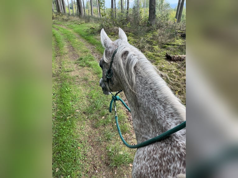 Arabian horses Gelding 13 years 14.2 hh Grey-Fleabitten in Battenberg (Eder)Battenberg