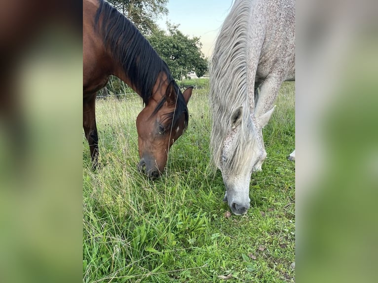 Arabian horses Gelding 13 years 14.2 hh Grey-Fleabitten in Battenberg (Eder)Battenberg