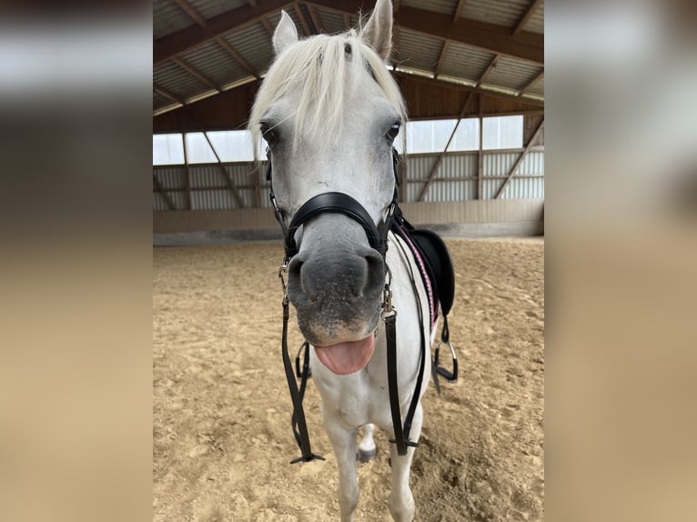 Arabian horses Gelding 13 years 14.2 hh Grey in Langerringen