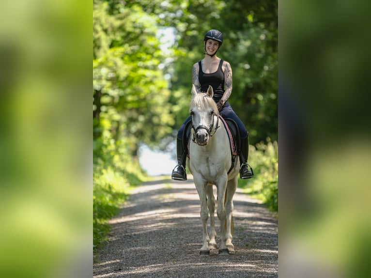 Arabian horses Gelding 13 years 14.2 hh Grey in Langerringen