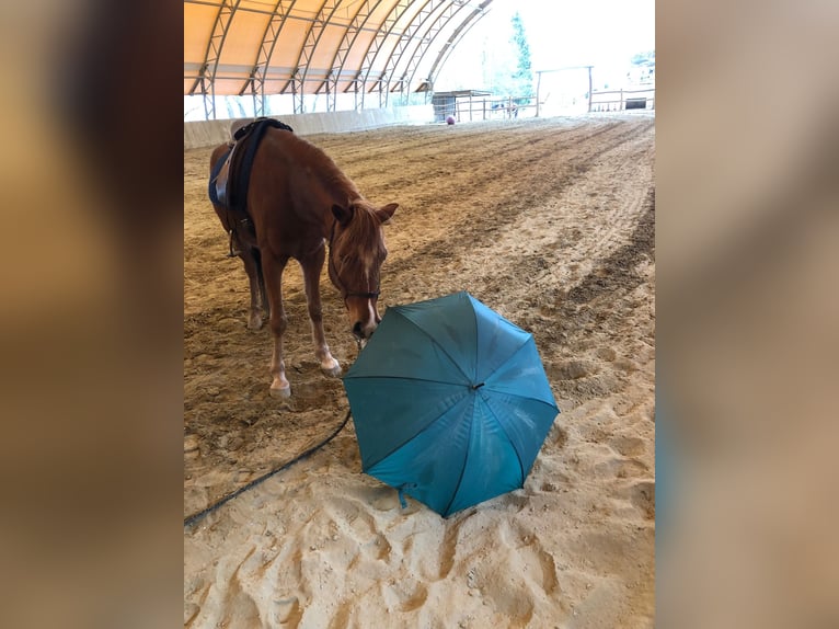 Arabian horses Gelding 13 years 14,3 hh Chestnut-Red in Salzburg