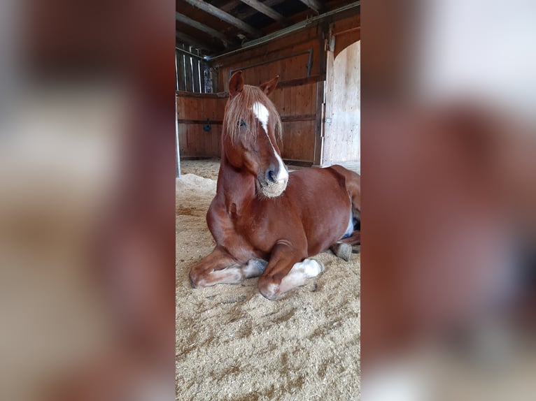 Arabian horses Gelding 13 years 14,3 hh Chestnut-Red in Salzburg