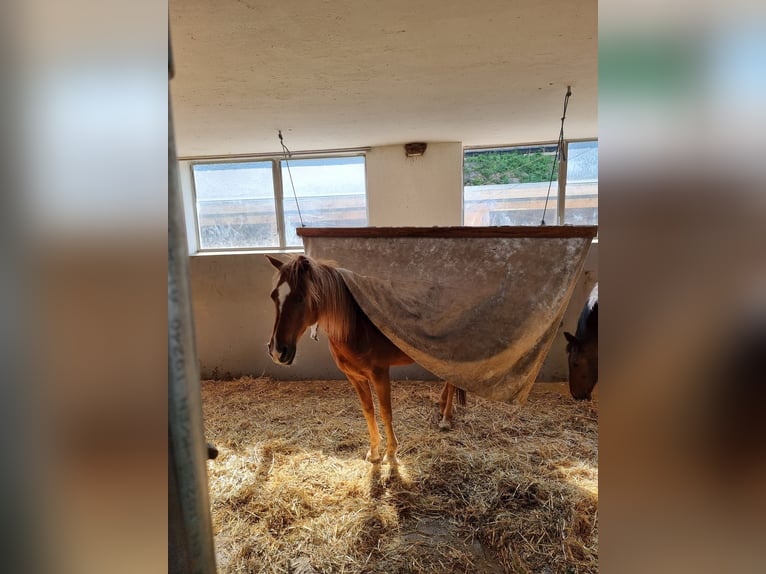 Arabian horses Gelding 13 years 14,3 hh Chestnut-Red in Salzburg