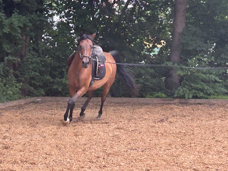 Arabian horses Gelding 13 years 14,2 hh Brown in Mammendorf