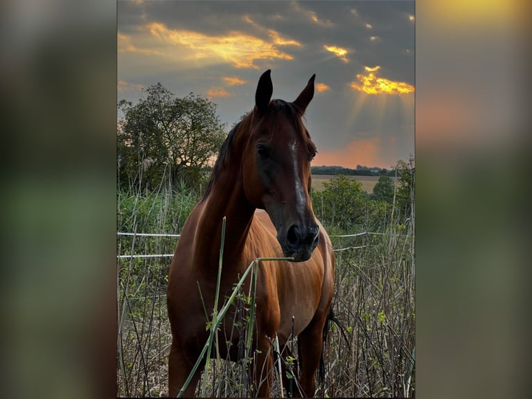 Arabian horses Gelding 13 years 15,1 hh Brown in Tuchoraz