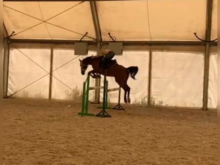 Arabian horses Gelding 13 years 15,1 hh Brown in Tuchoraz