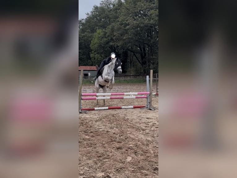 Arabian horses Gelding 13 years 15.1 hh Grey-Fleabitten in Oldenzaal