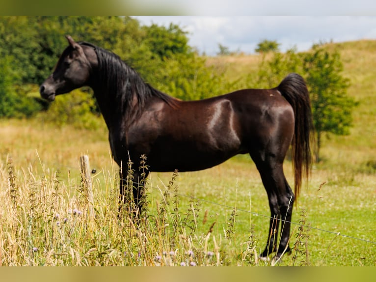 Arabian horses Gelding 13 years 15.2 hh Black in Hobro