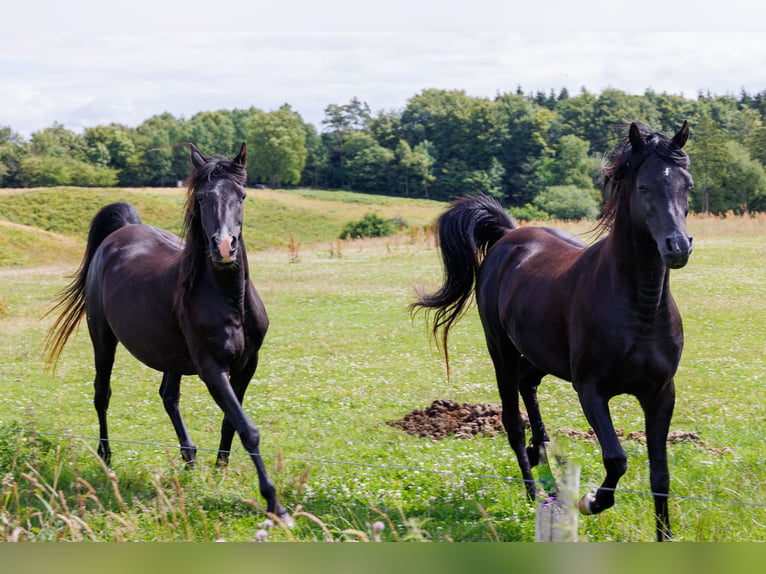 Arabian horses Gelding 13 years 15.2 hh Black in Hobro