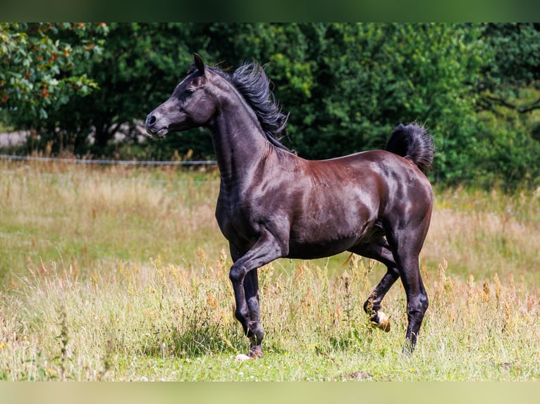 Arabian horses Gelding 13 years 15.2 hh Black in Hobro