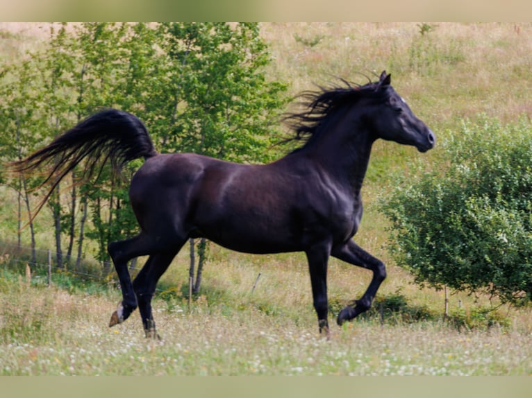 Arabian horses Gelding 13 years 15.2 hh Black in Hobro