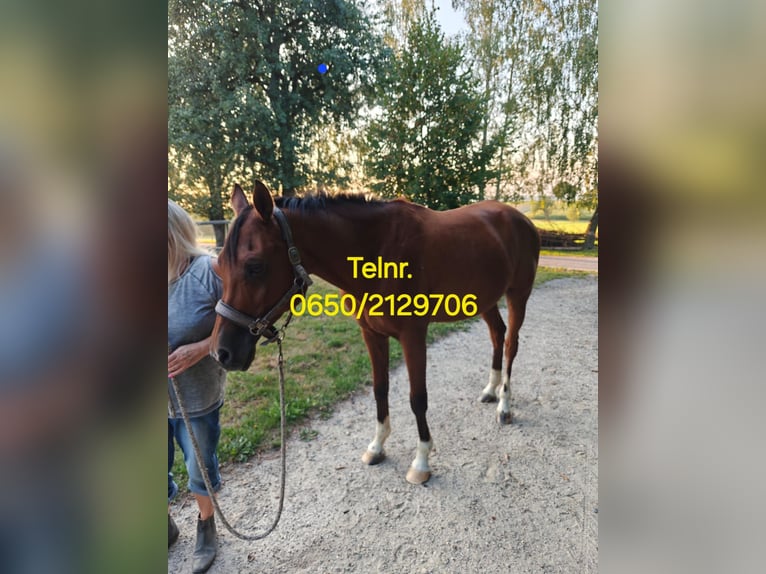 Arabian horses Gelding 13 years 15,2 hh Brown in Mank