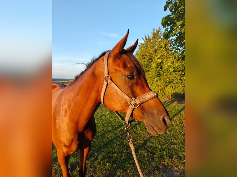 Arabian horses Gelding 13 years 15,2 hh Brown in Mank