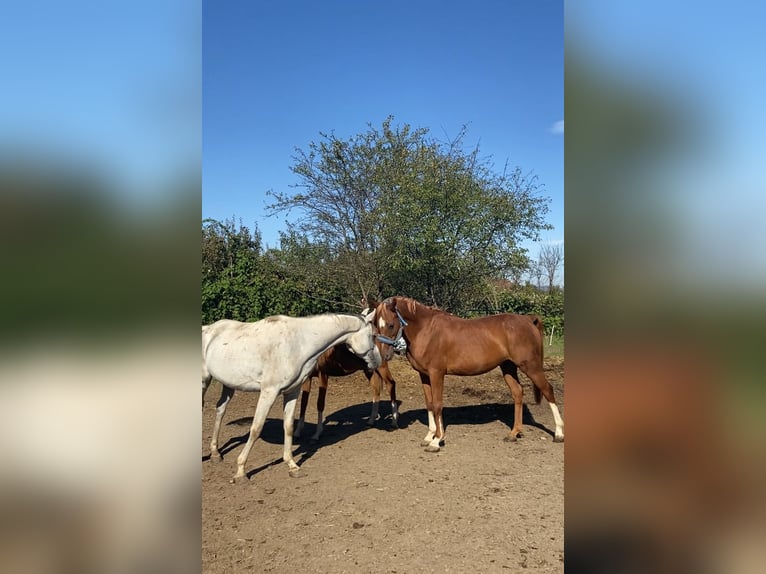 Arabian horses Gelding 13 years 15,3 hh Chestnut in Baia Mare