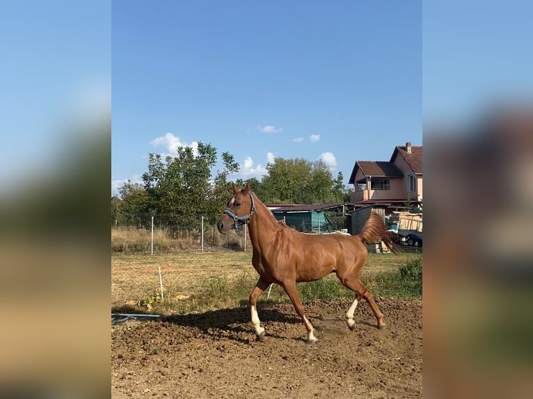 Arabian horses Gelding 13 years 15,3 hh Chestnut in Baia Mare