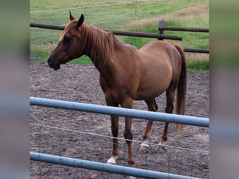 Arabian horses Gelding 13 years 15,1 hh Chestnut-Red in Bad Salzuflen