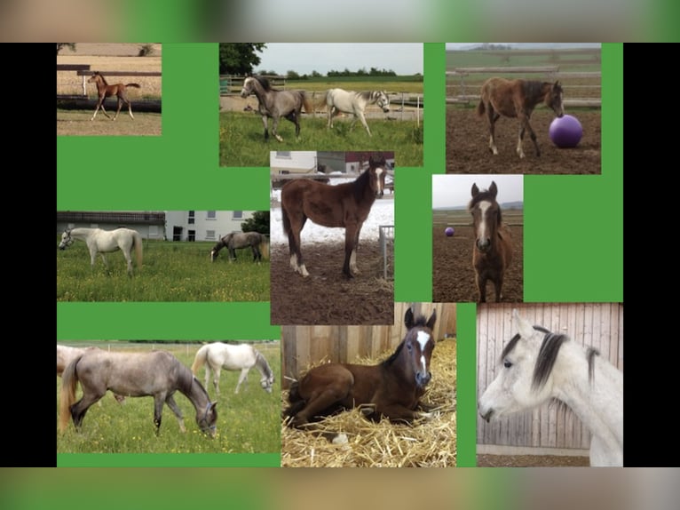 Arabian horses Gelding 13 years 15,1 hh Grey in Dunningen