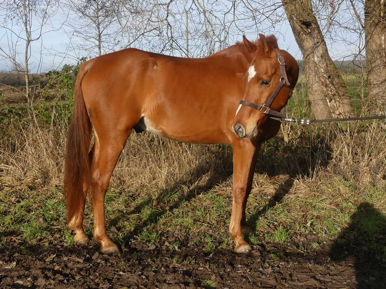 Arabian horses Gelding 13 years 15,2 hh Chestnut-Red in Herzberg am Harz